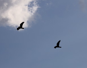 Two crows flying over a Sydney park with blue skies and white clouds as the background