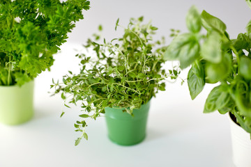 Fototapeta premium healthy eating, gardening and herbs concept - green thyme, parsley and basil in pots on table