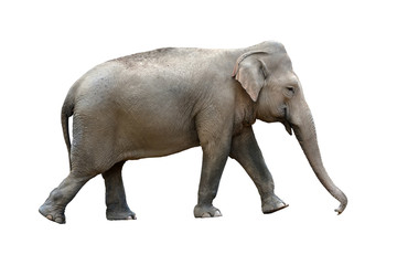 Fototapeta na wymiar Indian elephant (Elephas maximus indicus) isolated on white background