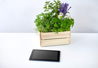 Fototapeta premium gardening, plants and organic concept - tablet pc computer with herbs and flowers in wooden box on table