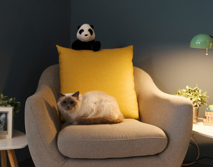 Cute lovely cat relaxing on the armchair