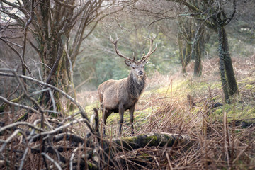 Wild Red Deer Stag