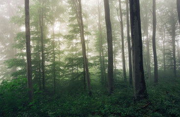 lush vegetation in green forest during rain