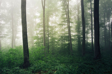 misty forest natural landscape, rainy weather in green woods