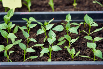 Springtime seedling of pepper in a peat soil on a background of a window.