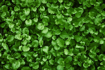 Green mustard background. Young mustard sprouts planted on a bed for fertilizer.