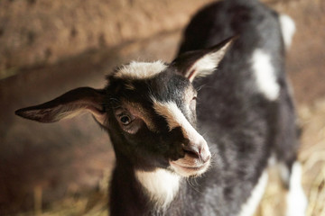 Black and white goat in barn. Domestic dwarf goat in the farm.