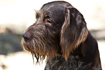 Dog breed German wirehaired pointer drathaar portrait on nature
