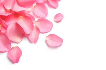Naklejka na ściany i meble Fresh pink rose petals on white background, top view