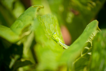 Hedge Grasshopper also known as Valanga irregularis
