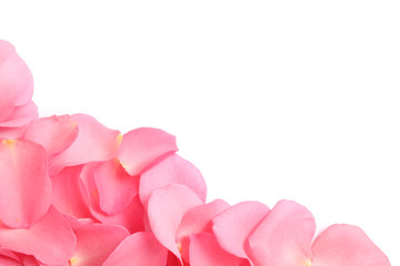 Fototapeta premium Fresh pink rose petals on white background, top view