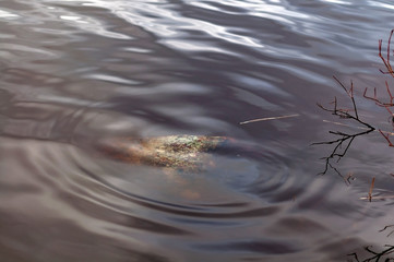 Circles on the water, a large stone near the riverbank with dark water, from which the waves diverge