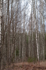 Birch grove by the river on a spring cloudy day