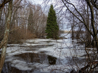 Spring flood, ice and water in the forest near the river on a cloudy spring day