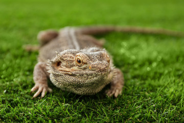 Bearded lizard (Pogona barbata) on green grass, closeup. Exotic pet