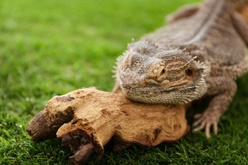 Bearded lizard (Pogona barbata) and tree branch on green grass, closeup. Exotic pet