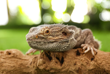 Bearded lizard (Pogona barbata) on tree branch, closeup. Exotic pet