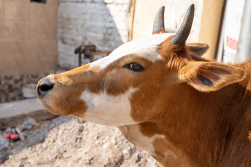Cute side portrait of a cow on the streets of Rishikesh, India
