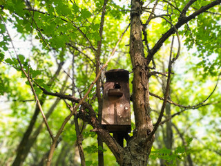 Small birdhouse in the forest thicket