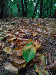 Foliage in the dense forest
