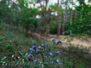 Blue flowers in the summer forest