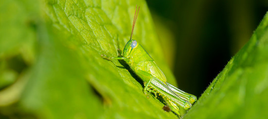 Hedge Grasshopper also known as Valanga irregularis