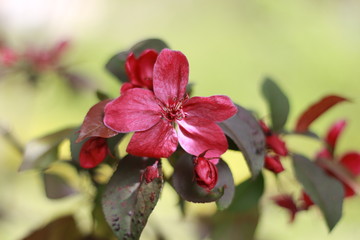 flowering apple trees in the spring garden fuchsia, close-up