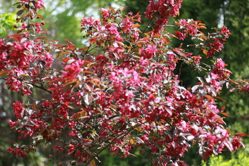 flowering apple trees in the spring garden fuchsia