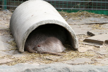  gray rodent in concrete pipe on the street
