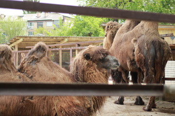  camels walk on the street in summer, a ranch with camels