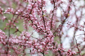 pink sakura blossoms in a spring garden, close-up