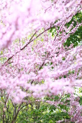 pink sakura blossoms in a spring garden, close-up