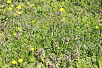 the first flowers and grass in spring, nature wakes up, the lawn is outside