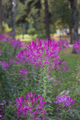 Obraz premium The gardren flower Cleome spinosa