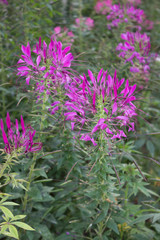 The gardren flower Cleome spinosa