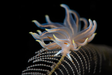 Nudibranch Trinchesia sp.  Underwater macro photography from Tulamben, Bali,  Indonesia