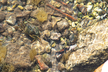 View of the seabed with crabs near the shore through clear water.