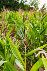 Corn field on a summer day.