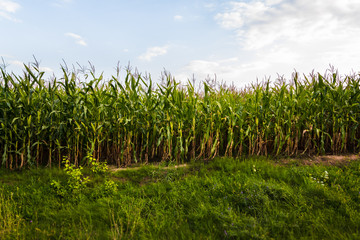 Corn field on a summer day.