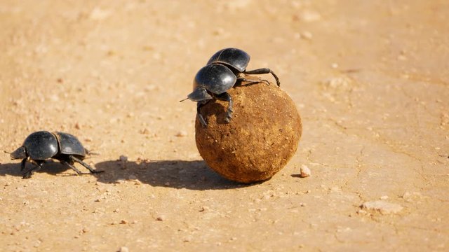 A Flightless Dung Beetle struggles to roll and move a dung ball in Addo Elephant Park, South Africa whilst another crawls away slowly.