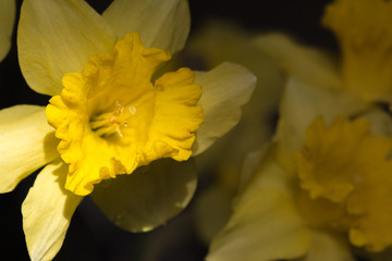 Yellow daffodils with dew drops in darkness and light filtered. Isolated blooming narcissus filter. Bright spring flowers. Daffodils in mood lighting. Nature closeup. Blossom background. 