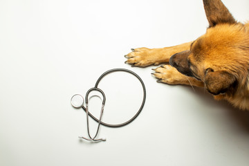Dog and doctor's stethoscope on a light background. Concept veterinary clinic, shelter, veterinarian, animal assistance. Banner. Flat lay, top view