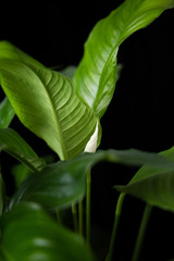  spathiphyllum plant on a black background