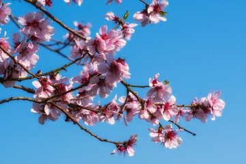 Nahaufnahme von einer Mandelblüte an einem sonnigen Frühlingstag