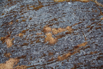 Texture of natural stone with moss and mold. Place for text or advertising