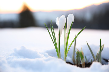 Beautiful crocuses growing through snow, space for text. First spring flowers