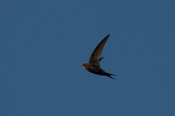 Flying swift. Common Swift (Apus apus).
