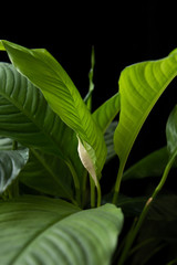  spathiphyllum plant on a black background
