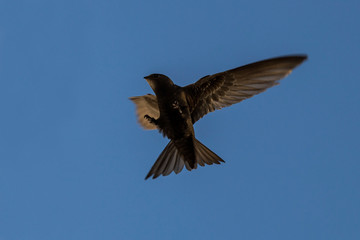 Flying swift. Common Swift (Apus apus).
