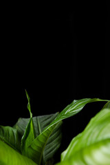  spathiphyllum plant on a black background